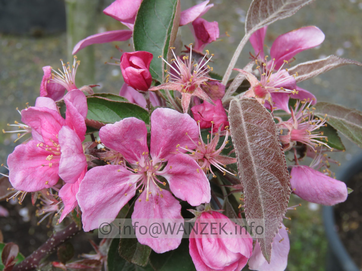 Malus Roter Zwerg  Bluete.JPG